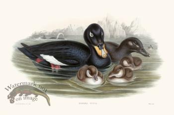 Gould Waterfowl 19